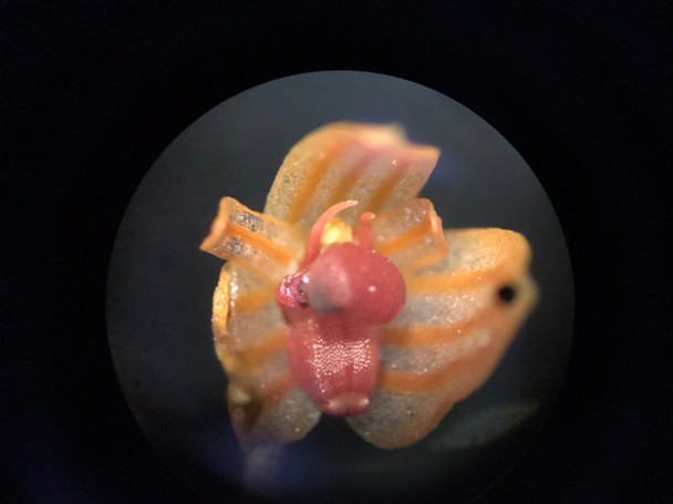 Bulbophyllum moniliforme - OrchidWeb