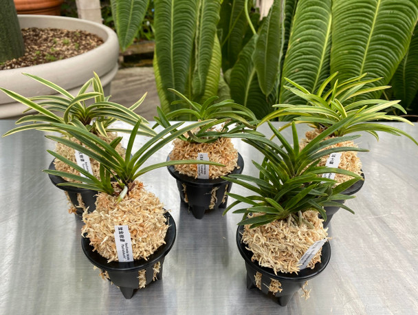 0d421741-d52c-4677-bcca-8fd891b7548e