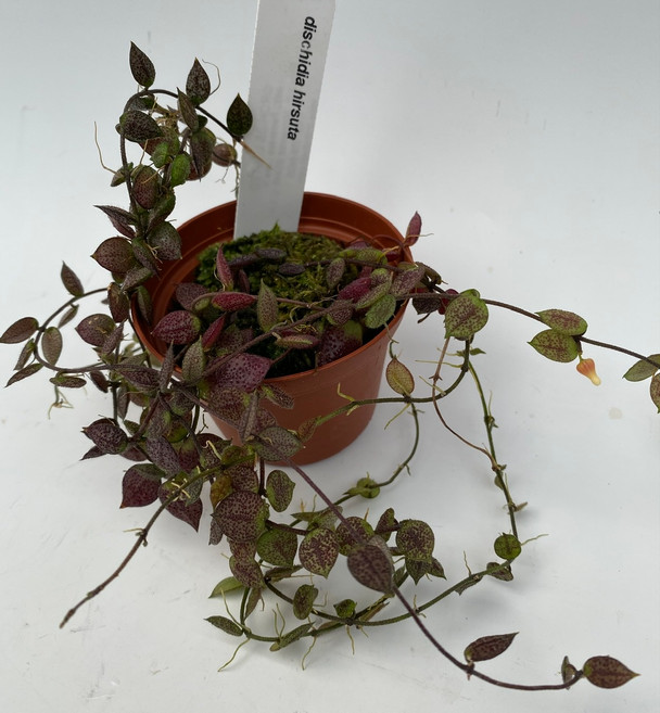 9be6093b-1540-4585-a415-d5e1707d7b9a