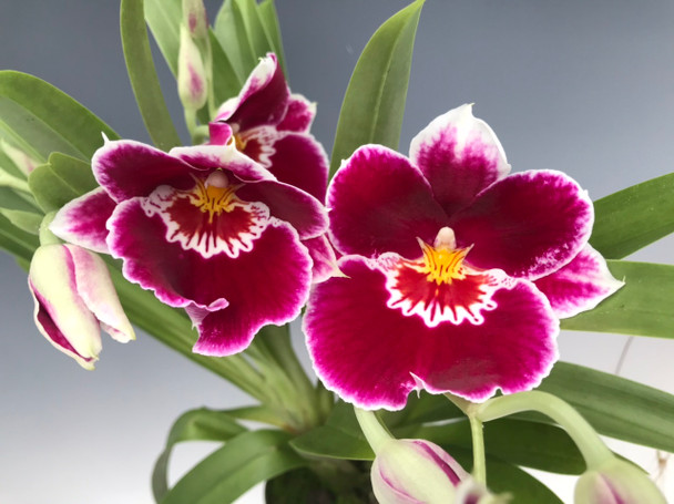 Miltoniopsis Edie Brown (Arnold Linsman x Hajime Ono) - OrchidWeb