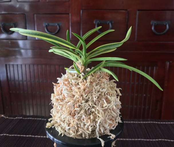 51dc729b-ebeb-44d6-8f79-ea14459bc794