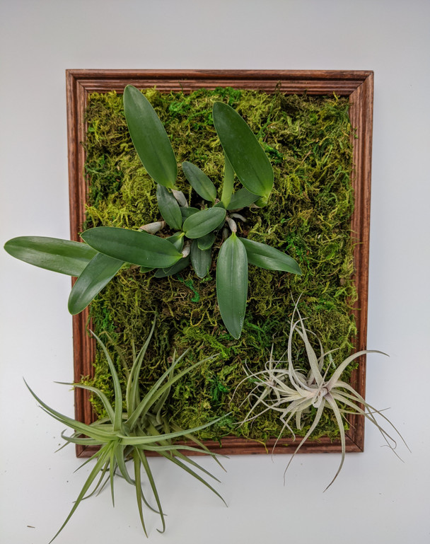 洋楽 Wall Of Orchids - Life Must Go On WALL OF ORCHIDS / LIFE MUST GO ON – TICRO MARKET