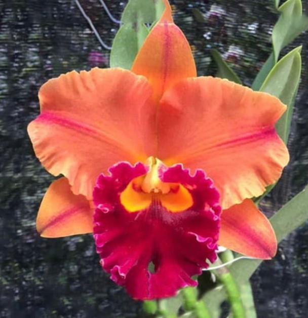 Rlc. Yingluck Smile 'Endless Rain' (Rlc. Liu's Joyance x Rlc