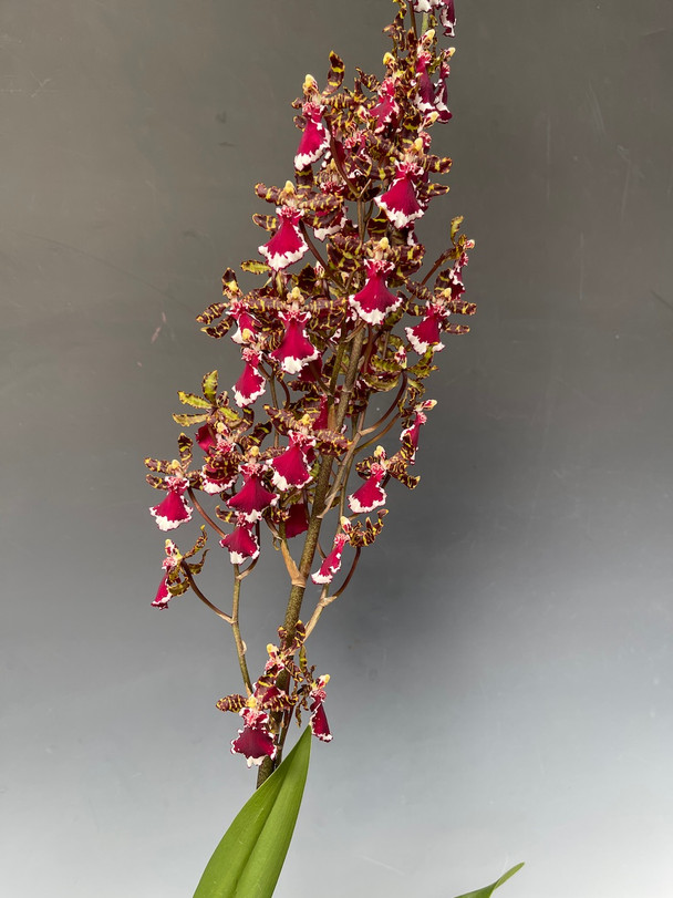 Odontocidium Everglades Elegance 'Nancy Lee' HCC/AOS - OrchidWeb