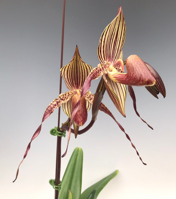 パフィオペディラム Paph. Johanna Burkhardt 洋ラン 特価 Paph. Johanna Burkhardt 'Black Diamond x rothschildianum