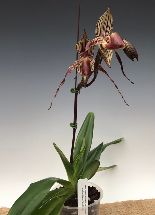パフィオペディラム Paph. Johanna Burkhardt 洋ラン 特価 Paph. Johanna Burkhardt 'Black Diamond x rothschildianum