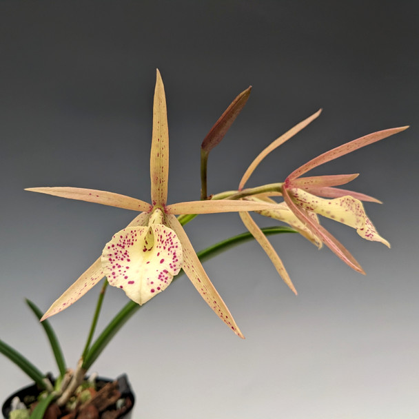 2f868e3e-31b3-4e77-bd30-b39888618729