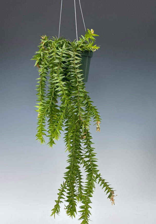 ba7f484d-7a41-45e5-b3d3-616a51509e3a