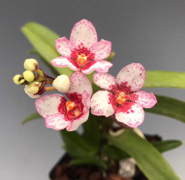 5d31deb3-a03a-4b76-b3d7-4435842706fe