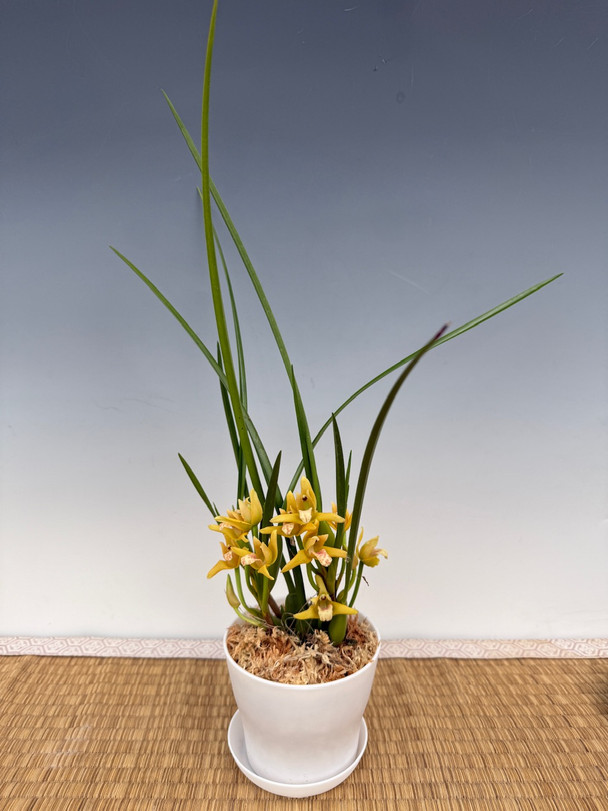 洋蘭原種　Max.tenuifolia Max.