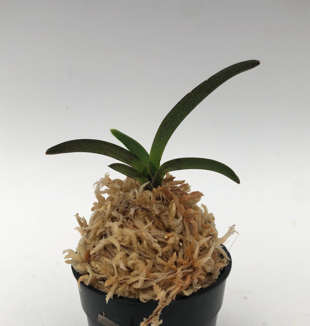 2c3d6d77-030f-496f-9098-7c58bbf75f85