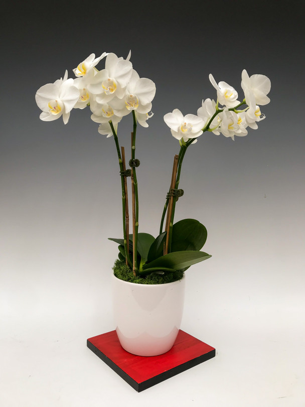 ad1e406f-9b75-4dc0-8acf-e8b767a6391e