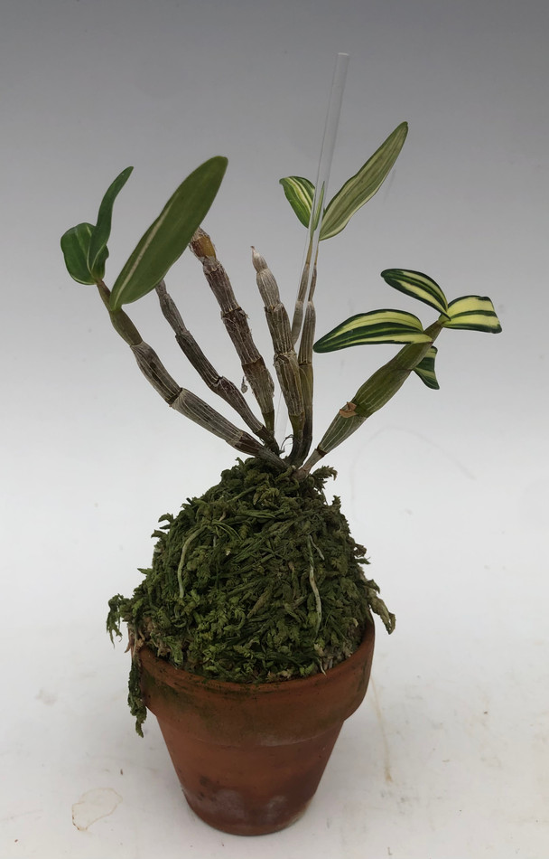 70ccfccf-2a7b-4849-9596-7f05b608692c