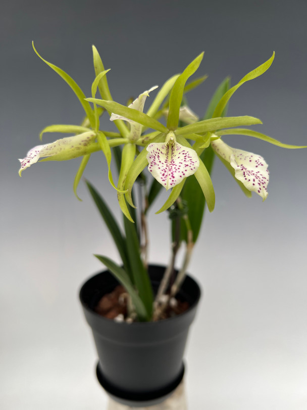 Brassocattleya Binosa 'Key Lime' (Brassavola nodosa x Cattleya
