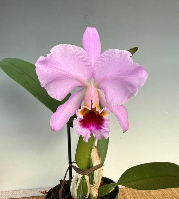 Cattleya wallisii f. flamea 'S1301' x 'M. Itoo' - OrchidWeb