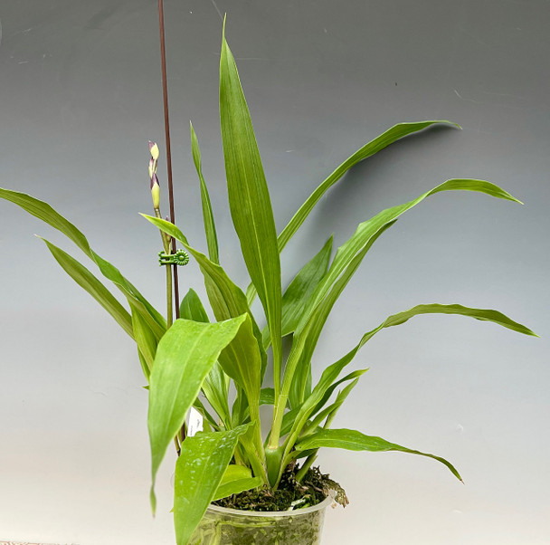 Zygonisia Murasakikomachi 'Blue Hawaii' (Zygonisia Roquebrune x