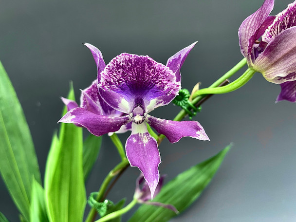 Zygonisia Murasakikomachi 'Blue Hawaii' (Zygonisia Roquebrune x
