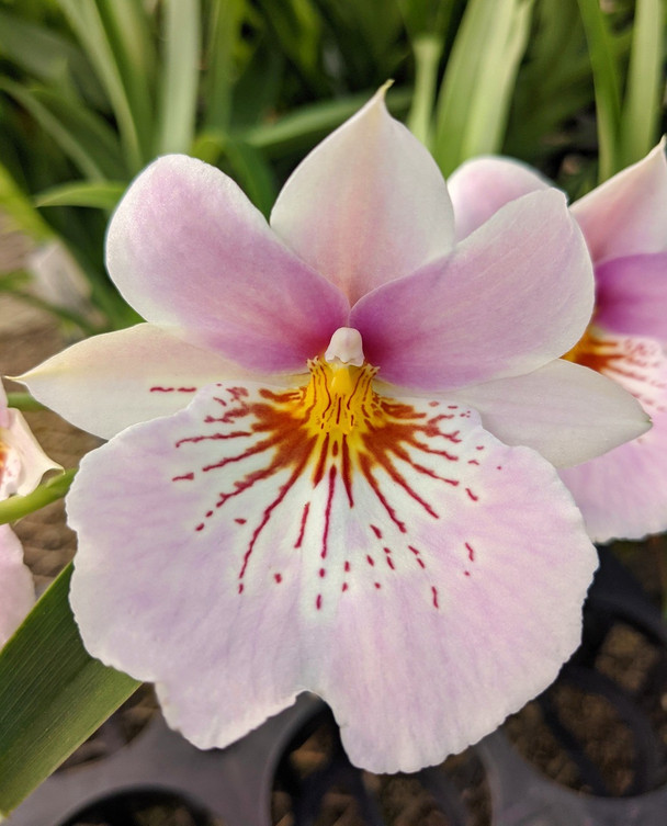 ea8b58f0-ad51-4559-a24a-11f178007c2a