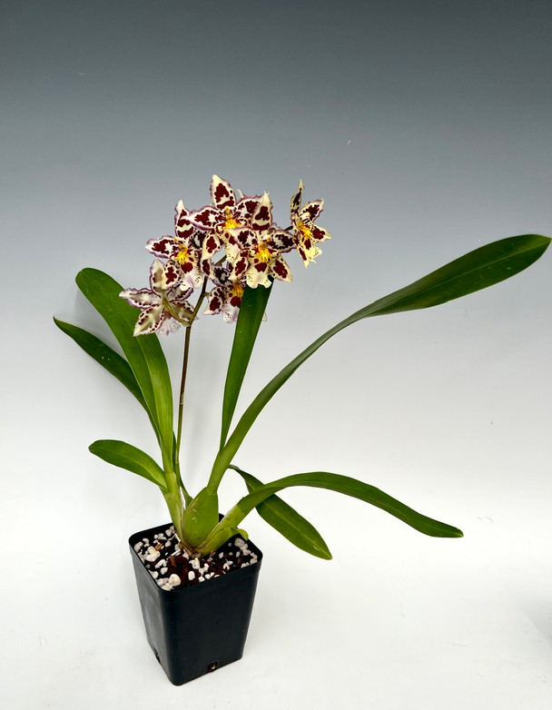 b0856f3c-3265-465d-8755-