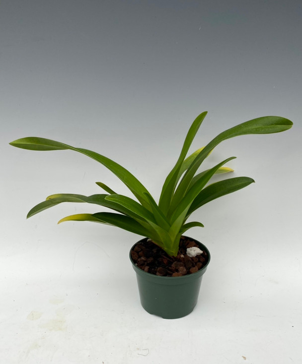 33a33551-fa6a-46fd-a691-bcb4498a98be