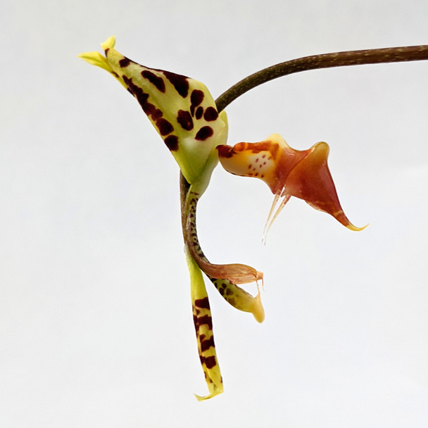 f3d2e100-d743-43d7-bfdc-bea3ae746ed7