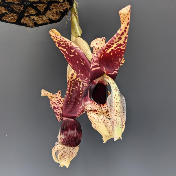 50a2a4b6-0487-4d18-ab91-3034772923e6