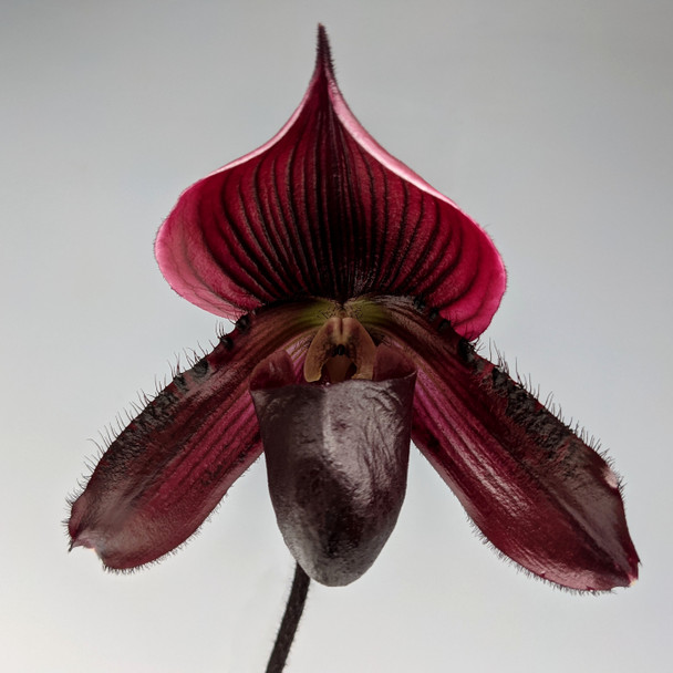 baaed396-a803-4a22-82ad-014796dcc5b4