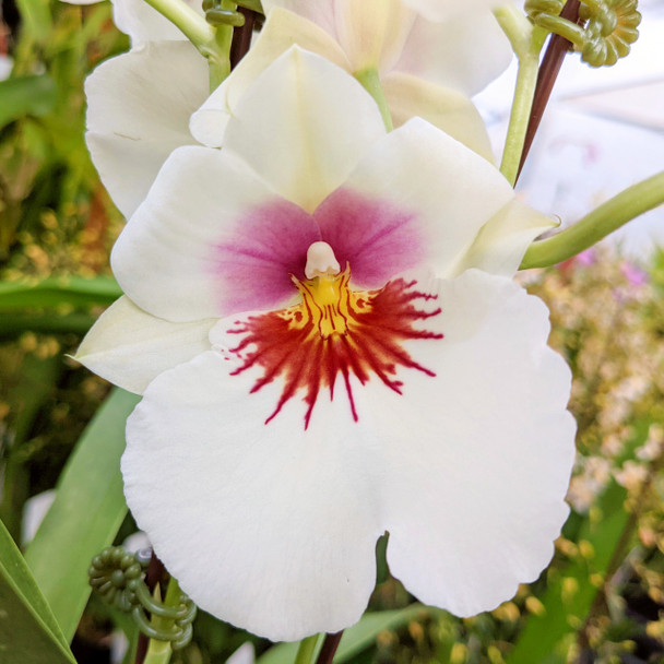 Miltonidium Bartley Schwartz 'Highland' AM/AOS (Miltonia Red Pali