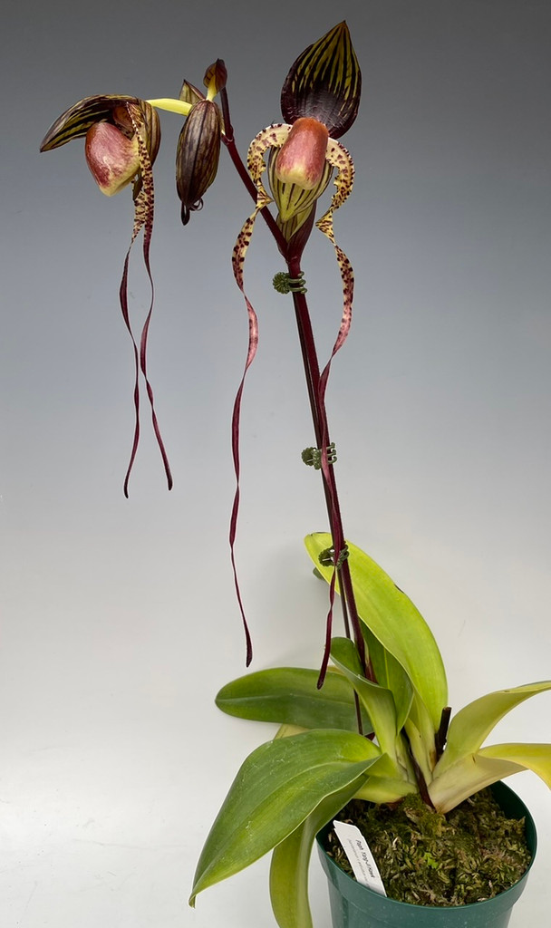 Paph. Yang-Ji Hawk (sanderianum x adductum var. anitum