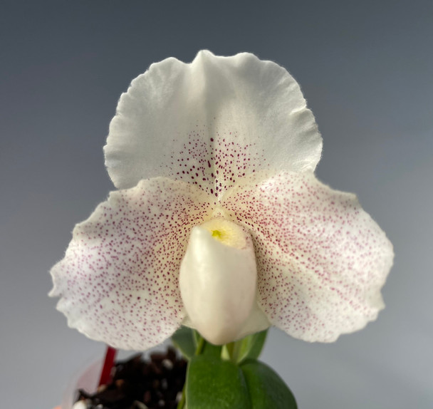 954c5bfd-d0d3-441b-a6ee-ec251c03bda4