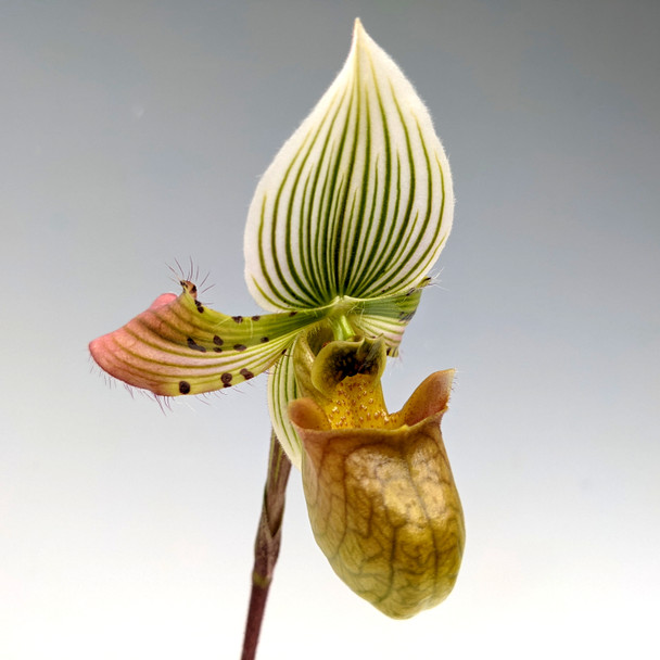 858c0f7b-a826-431b-ad73-a578f436d880