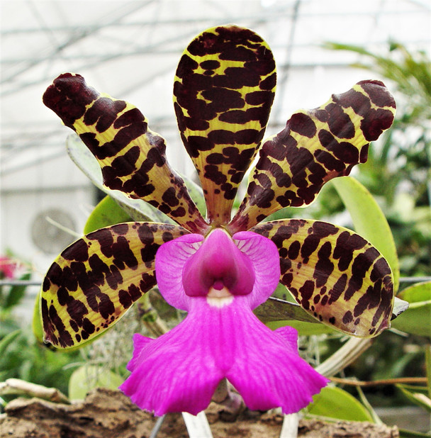 e20bad3e-3a83-49be-bc0e-49d6e0e82d11