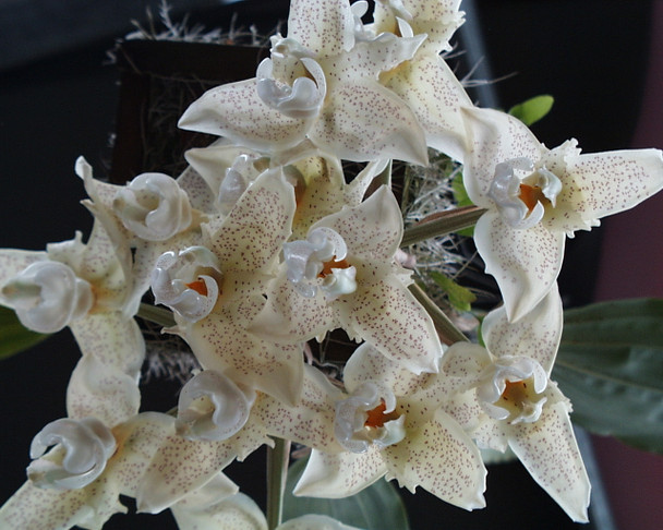 676f5200-38e3-4920-a083-48062256c86a