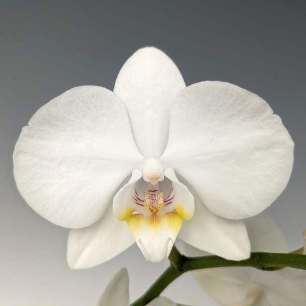 Phal. Sogo Manta - SPIKE INITIATED