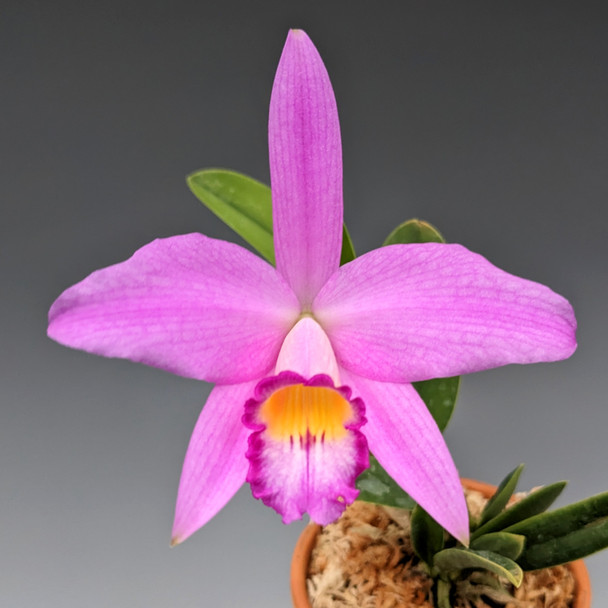 74ab7c45-f2f8-4ac6-9f7c-5b3ff05b2234