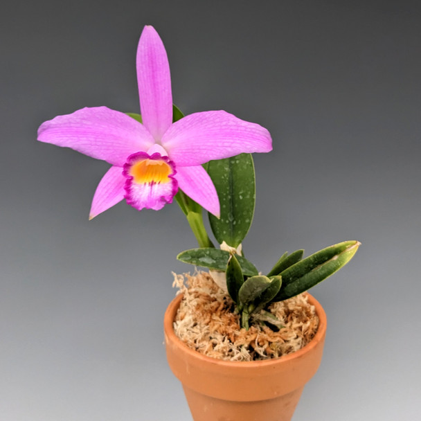 スポーツトイ・アクショントイ Hydrangea Cattleya / Fervent Red Hydrangea Cattleya / Fervent Red