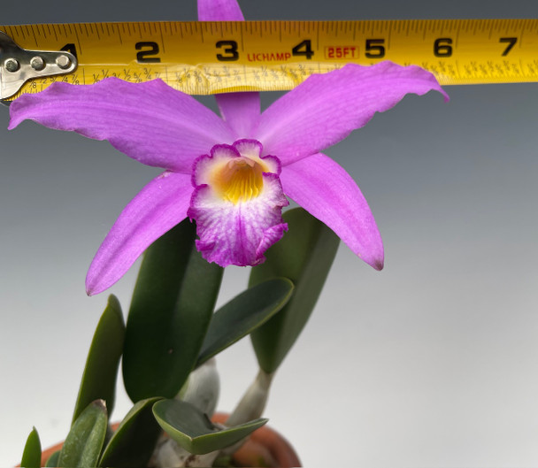 Cattleya Happy Memory (jongheana x sincorana) - OrchidWeb