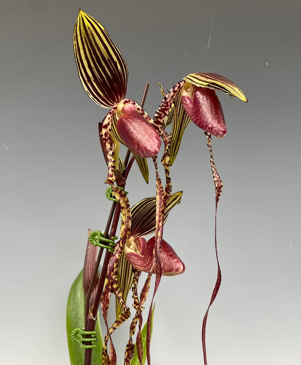 9d546f3e-4407-497d-a077-ed2fdf81f0da