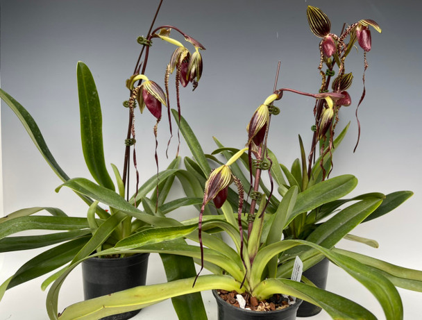 Paph. Stoned Susan x sanderianum - OrchidWeb