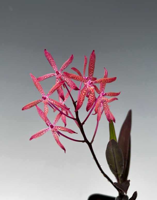 Renantanda Maui's Mini Freckles (Ren. monachica x N. falcata