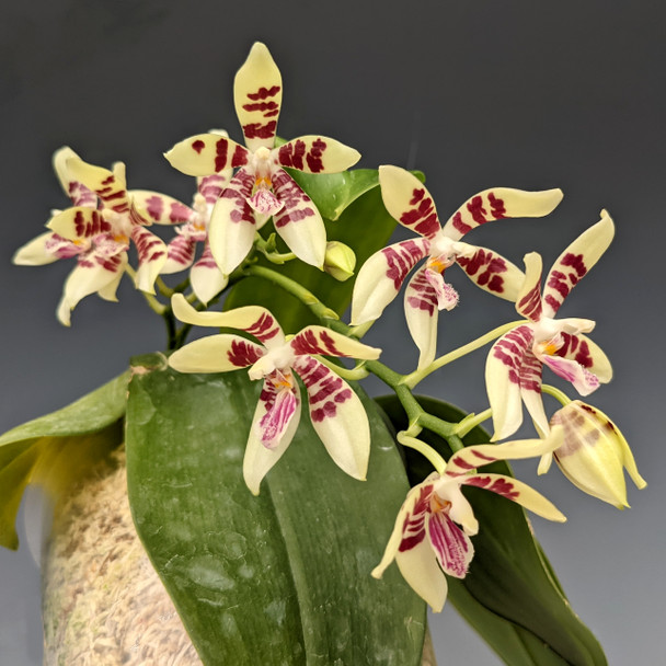 ［洋蘭原種］Phal. cochlearis Grow and care Phalaenopsis cochlearis orchid - Spoon-like