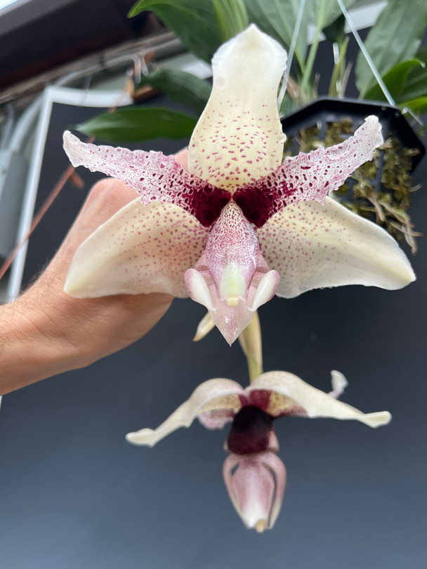 Stanhopea Yoshihiro Urabe