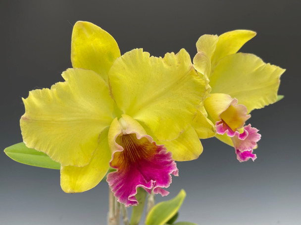 Blc. Memoria Helen Brown 'Sweet Afton' FCC/AOS (Blc. Xanthette x