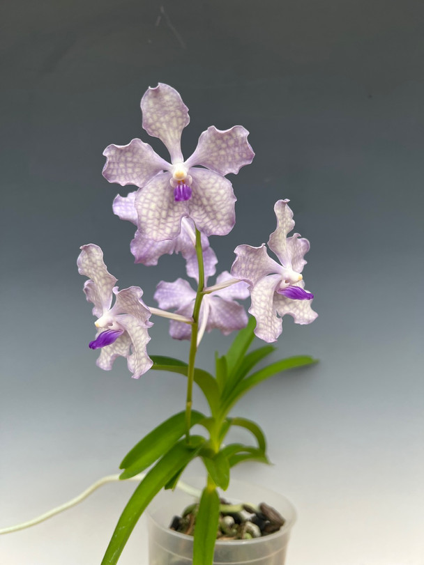 その他 S.M. Novella Vanda Suavis 50mLx2 S.M. Novella Vanda Suavis 50mLx2