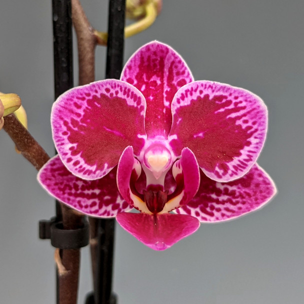 9aa33725-3b7f-4fc2-8177-8e887515b11f