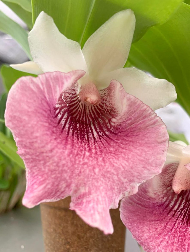 db4a03a2-b10d-4b35-841c-f666fb32e957