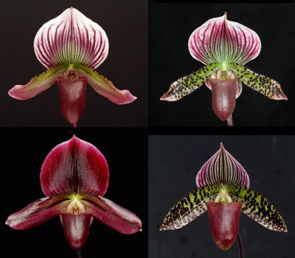 5e868feb-c15b-4c9a-b78c-4bb9ed6ab81d