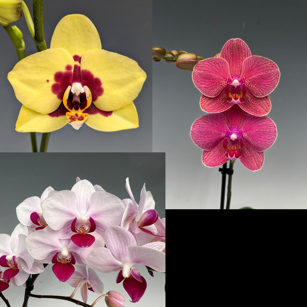 1a16f4dd-41ee-41b3-8ec9-0207c9f4c2f6