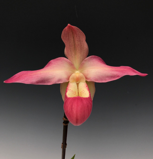 de5f864f-459a-4265-be37-a05affd090ef