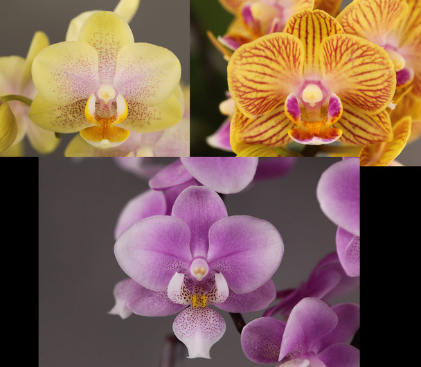 923d1cfe-67d1-4c1a-8b85-a837ae91be01